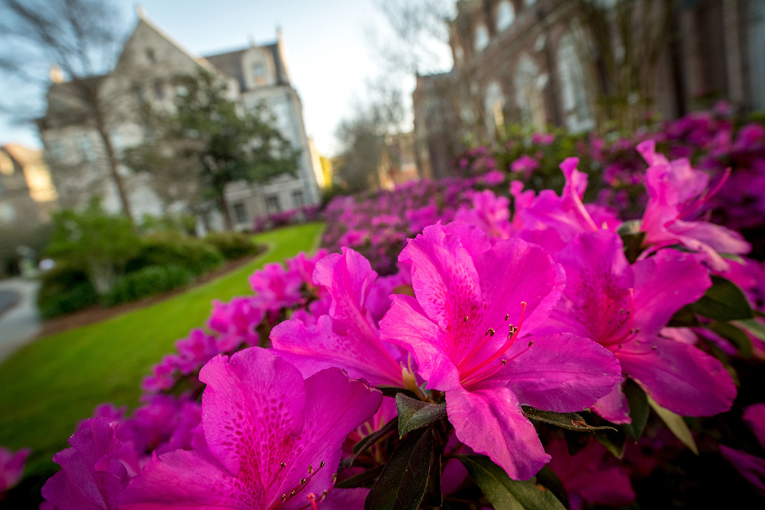 Pink azaleas blooming in front of Gibson hall at Tulane University